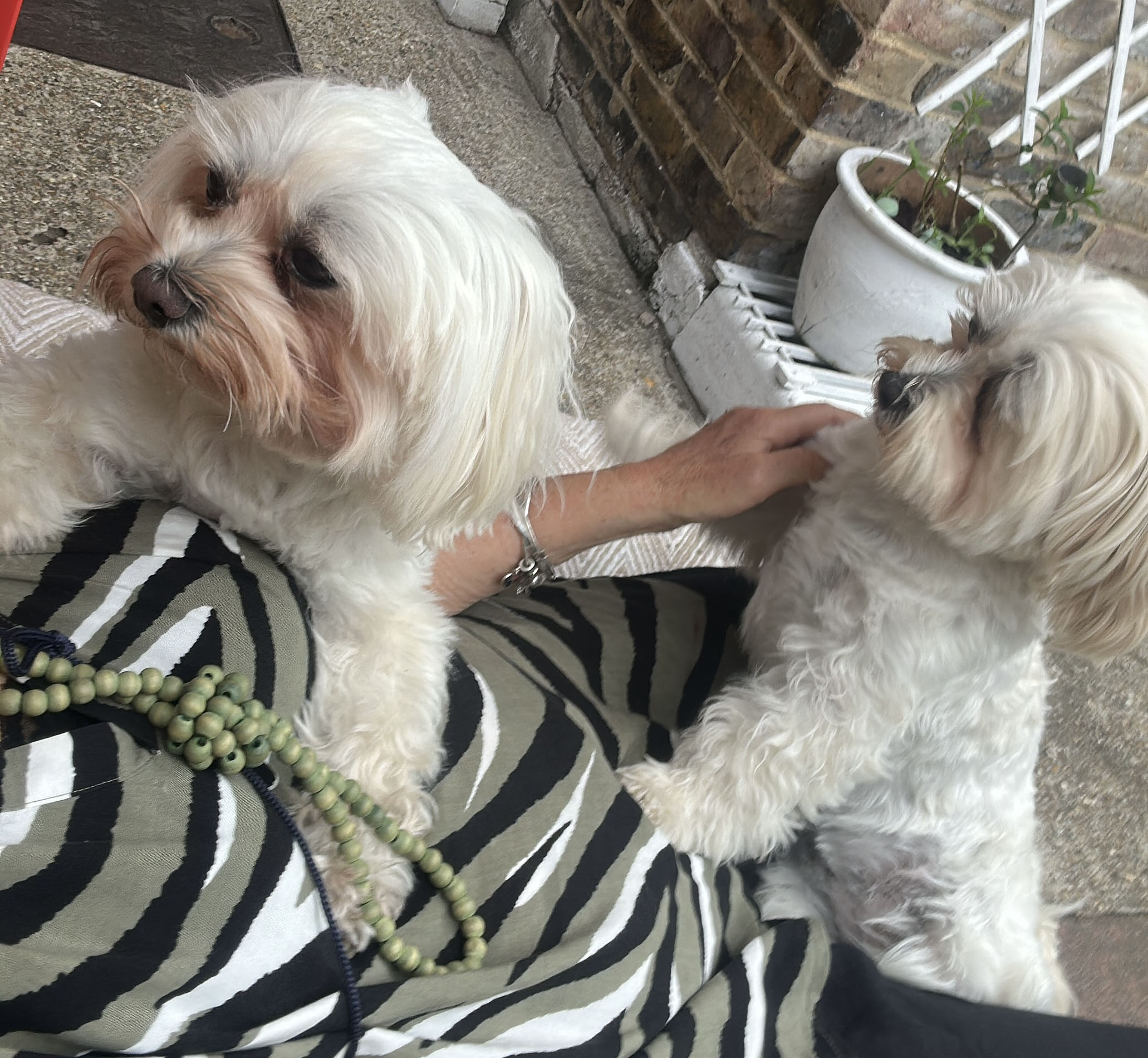 Annalie Hous Sitting and Looking After Dogs