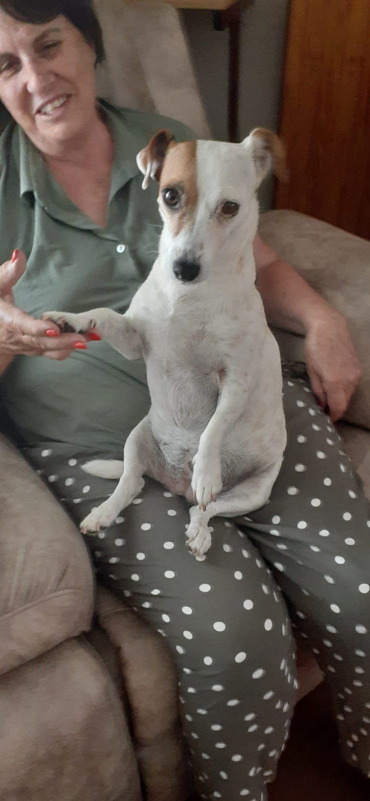 Dog sitting on Lap